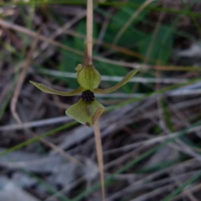 Chiloglottis trapeziformis (Diamond Ant Orchid) at Boro - 8 Sep 2021 by Paul4K