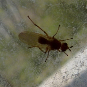 Pyrgotidae sp. (family) at Boro, NSW - suppressed