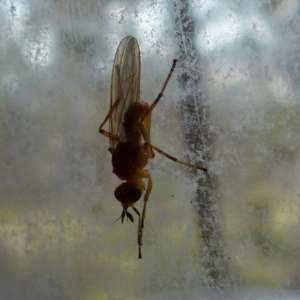 Pyrgotidae sp. (family) at Boro, NSW - suppressed