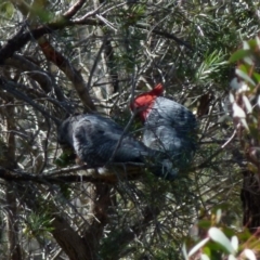 Callocephalon fimbriatum (Gang-gang Cockatoo) at Boro - 7 Sep 2021 by Paul4K