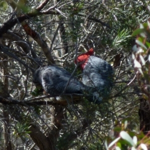 Callocephalon fimbriatum at Boro, NSW - 7 Sep 2021