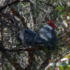 Callocephalon fimbriatum at Boro, NSW - 7 Sep 2021