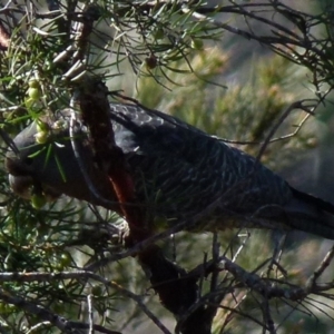 Callocephalon fimbriatum at Boro, NSW - 7 Sep 2021