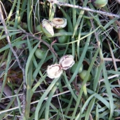 Callocephalon fimbriatum at Boro, NSW - 7 Sep 2021