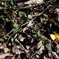 Bossiaea prostrata (Creeping Bossiaea) at Boro, NSW - 7 Sep 2021 by Paul4K