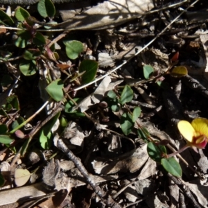 Bossiaea prostrata at Boro, NSW - 7 Sep 2021