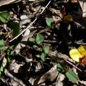 Bossiaea prostrata at Boro, NSW - 7 Sep 2021