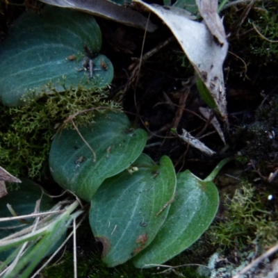 Cyrtostylis reniformis (Common Gnat Orchid) at  - suppressed by Paul4K
