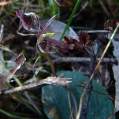 Cyrtostylis reniformis at suppressed - 7 Sep 2021