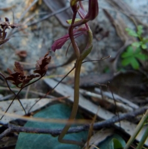 Cyrtostylis reniformis at suppressed - 7 Sep 2021