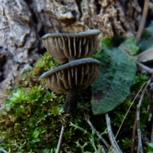 zz agaric (stem; gills not white/cream) at Boro, NSW - 7 Sep 2021