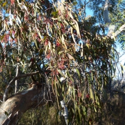Amyema pendula subsp. pendula (Drooping Mistletoe) at Boro - 7 Sep 2021 by Paul4K