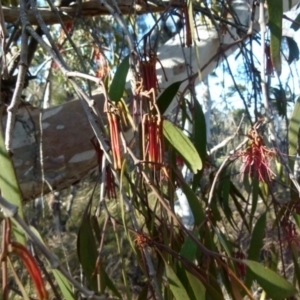 Amyema pendula subsp. pendula at Boro, NSW - suppressed