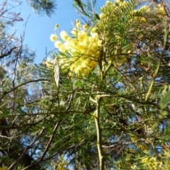 Acacia decurrens (Green Wattle) at Boro - 7 Sep 2021 by Paul4K