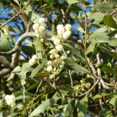 Acacia melanoxylon (Blackwood) at Boro - 7 Sep 2021 by Paul4K