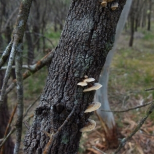 Trametes sp. at Boro, NSW - suppressed