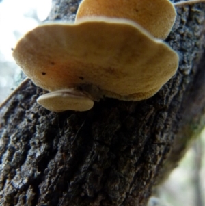 Trametes sp. at Boro, NSW - suppressed