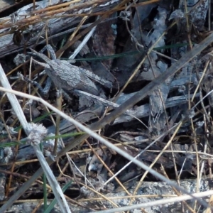 Coryphistes ruricola at Boro, NSW - 8 Sep 2021