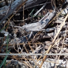 Coryphistes ruricola at Boro, NSW - suppressed