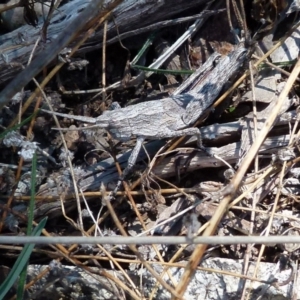 Coryphistes ruricola at Boro, NSW - 8 Sep 2021