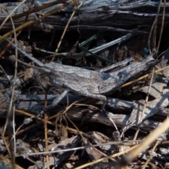 Coryphistes ruricola at Boro, NSW - suppressed
