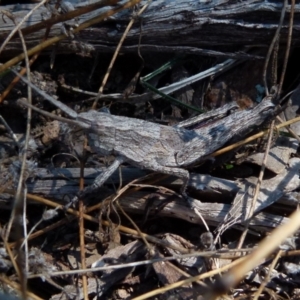 Coryphistes ruricola at Boro, NSW - suppressed