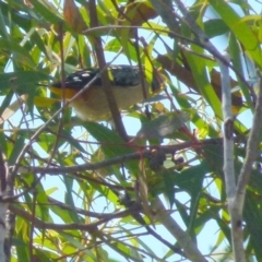 Pardalotus punctatus (Spotted Pardalote) at Boro - 8 Sep 2021 by Paul4K