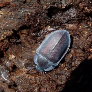 Pterohelaeus planus at Boro, NSW - suppressed