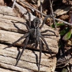 Tasmanicosa sp. (genus) (Unidentified Tasmanicosa wolf spider) at Boro - 8 Sep 2021 by Paul4K