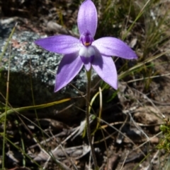 Glossodia major (Wax Lip Orchid) at Boro - 8 Sep 2021 by Paul4K