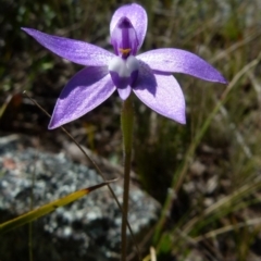 Glossodia major at Boro, NSW - suppressed