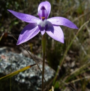 Glossodia major at Boro, NSW - suppressed