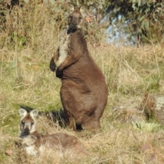 Osphranter robustus robustus (Eastern Wallaroo) at Stromlo, ACT - 10 Sep 2021 by HelenCross