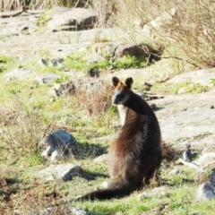 Wallabia bicolor (Swamp Wallaby) at Stromlo, ACT - 10 Sep 2021 by HelenCross