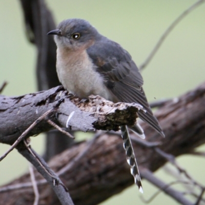 Cacomantis flabelliformis (Fan-tailed Cuckoo) at Springdale Heights, NSW - 10 Sep 2021 by PaulF