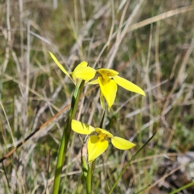 Diuris chryseopsis (Golden Moth) at Forde, ACT - 11 Sep 2021 by RobynHall