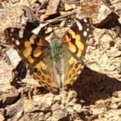 Vanessa kershawi (Australian Painted Lady) at Downer, ACT - 11 Sep 2021 by LD12