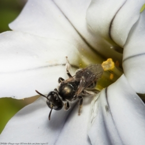 Lasioglossum sp. (genus) at Macgregor, ACT - 11 Sep 2021