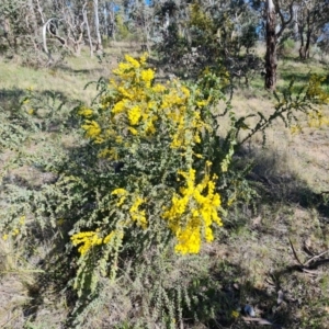 Acacia vestita at Farrer, ACT - 11 Sep 2021