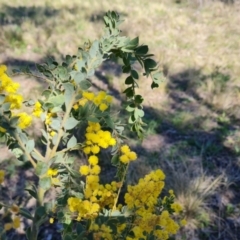 Acacia vestita at Farrer, ACT - 11 Sep 2021