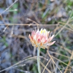 Leucochrysum albicans subsp. tricolor (Hoary Sunray) at Farrer Ridge - 11 Sep 2021 by Mike