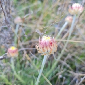 Leucochrysum albicans subsp. tricolor at Farrer, ACT - 11 Sep 2021 02:30 PM