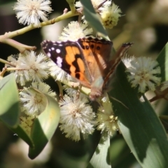 Vanessa kershawi (Australian Painted Lady) at Killara, VIC - 11 Sep 2021 by KylieWaldon