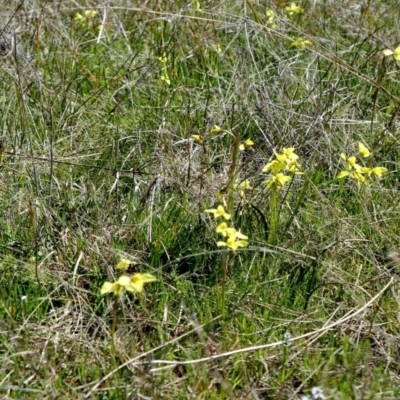 Diuris chryseopsis (Golden Moth) at Gundaroo, NSW - 11 Sep 2021 by MaartjeSevenster