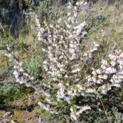 Styphelia fletcheri subsp. brevisepala (Twin Flower Beard-Heath) at Farrer, ACT - 11 Sep 2021 by Mike