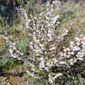 Styphelia fletcheri subsp. brevisepala at Farrer, ACT - 11 Sep 2021