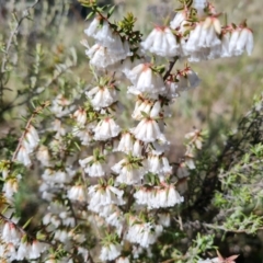 Styphelia fletcheri subsp. brevisepala at Farrer, ACT - 11 Sep 2021