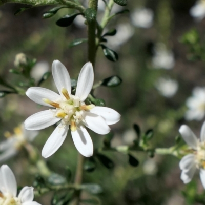 Olearia microphylla (Olearia) at Mcleods Creek Res (Gundaroo) - 11 Sep 2021 by MaartjeSevenster