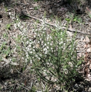 Olearia microphylla at Gundaroo, NSW - suppressed