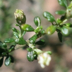 Olearia microphylla at Gundaroo, NSW - suppressed